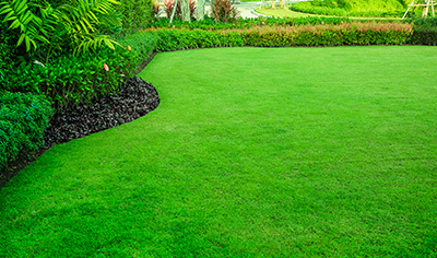 Beautiful Lawn